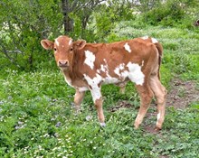 ER 0424 Bull Calf