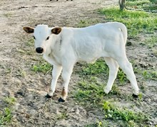 ER 0624 Bull Calf