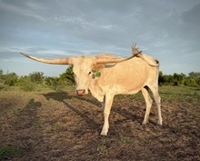 Lucchese's Hot Victory