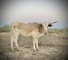 ER Paloma Blanca