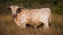 Blissful Bull Calf