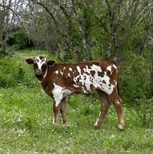 ER 0524 Bull Calf