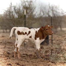 Bull Calf