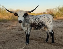 Double Tuff Confetti CCF