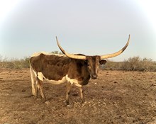 OCK GAZER'S STORMCHASER