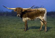 Shot Thru The Heart WKB