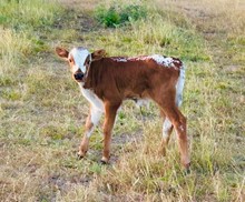 Heaven Bound Bull Calf