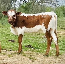 0224 Heifer Calf