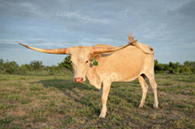 Lucchese's Hot Victory