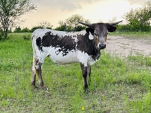 ER Lucky Malachi Moon