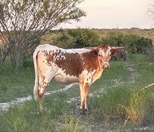 TX Red Hot WKB