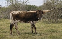 Shot Thru The Heart WKB