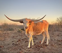 Lucchese's Hot Victory